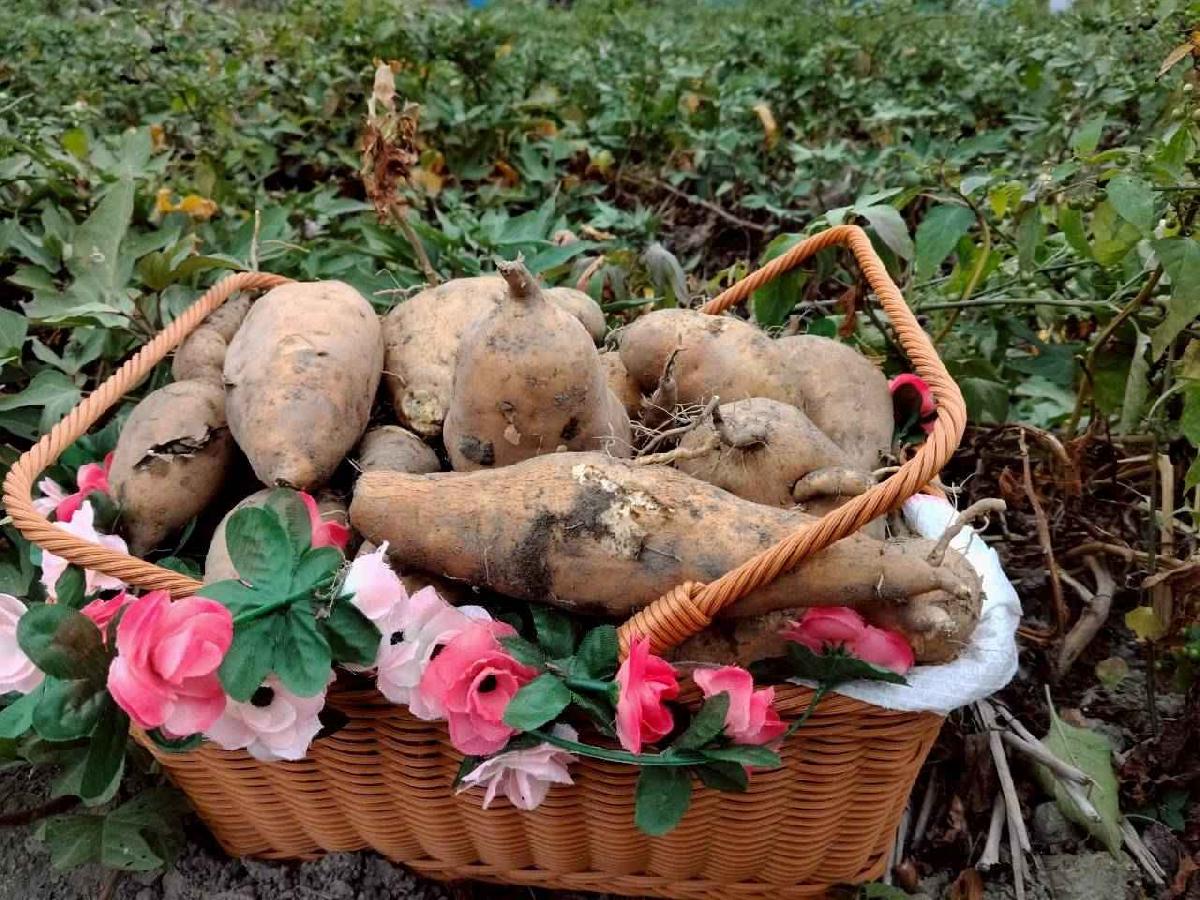 line_album_地瓜莓_260112_55