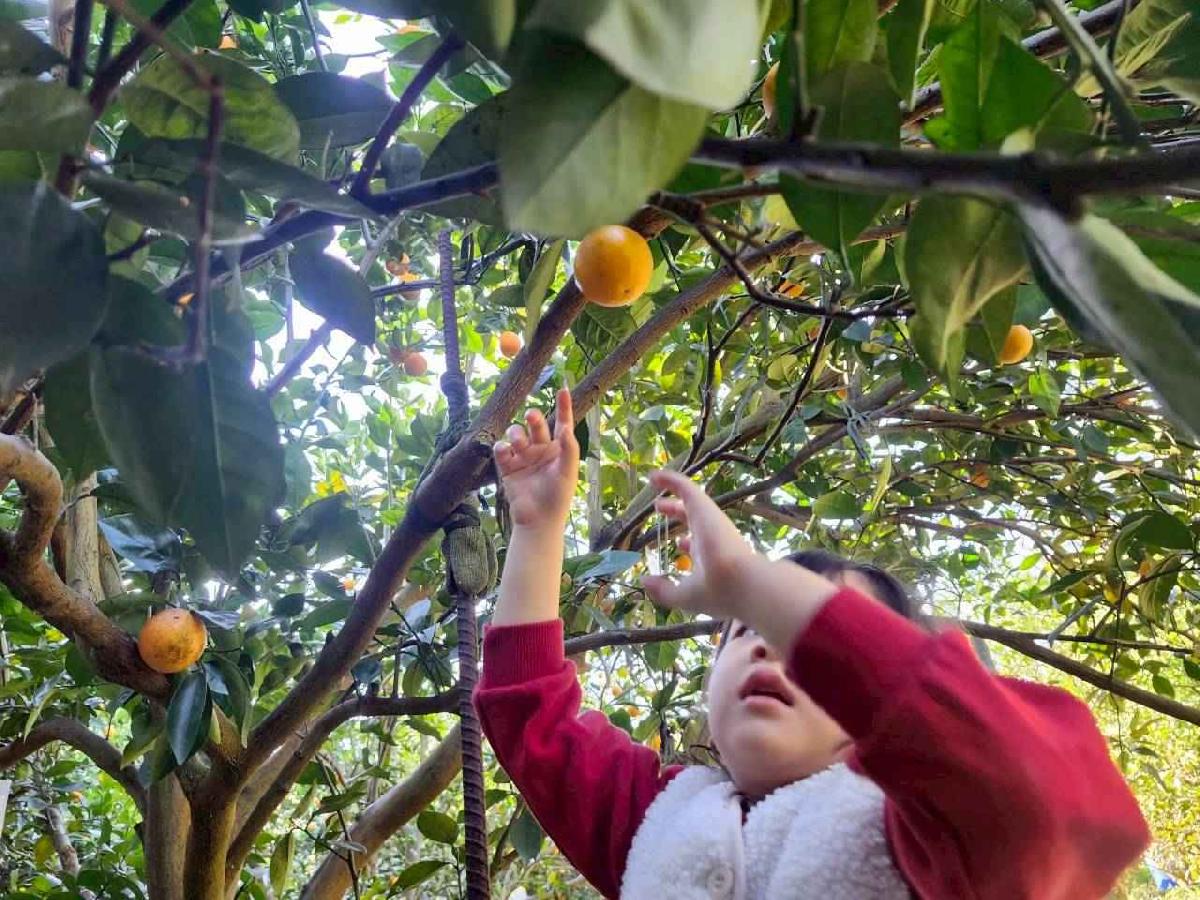 line_album_葡萄班採果樂_260114_10