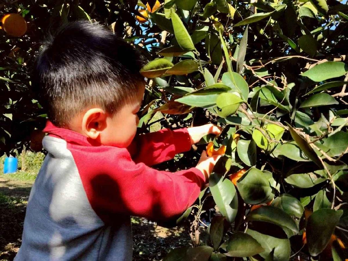 line_album_葡萄班採果樂_260114_23