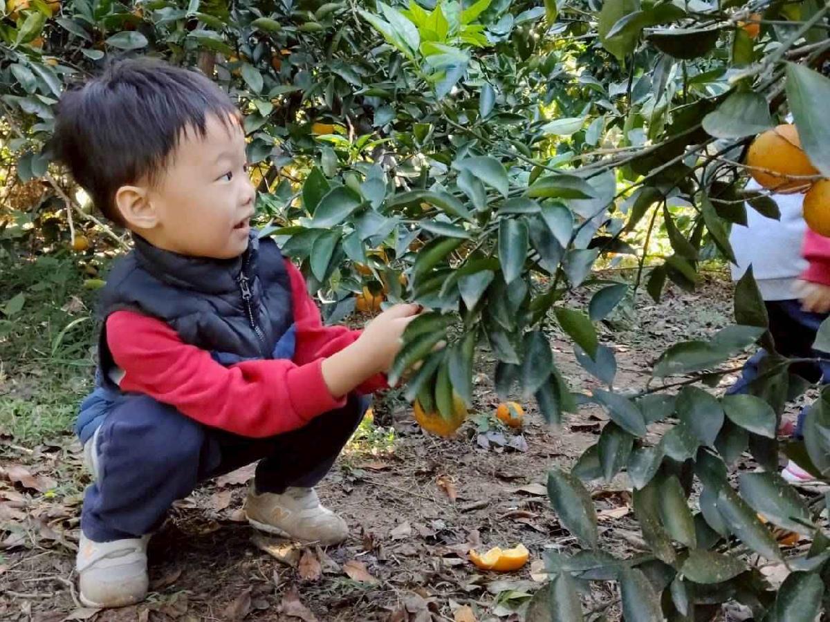 line_album_葡萄班採果樂_260114_35