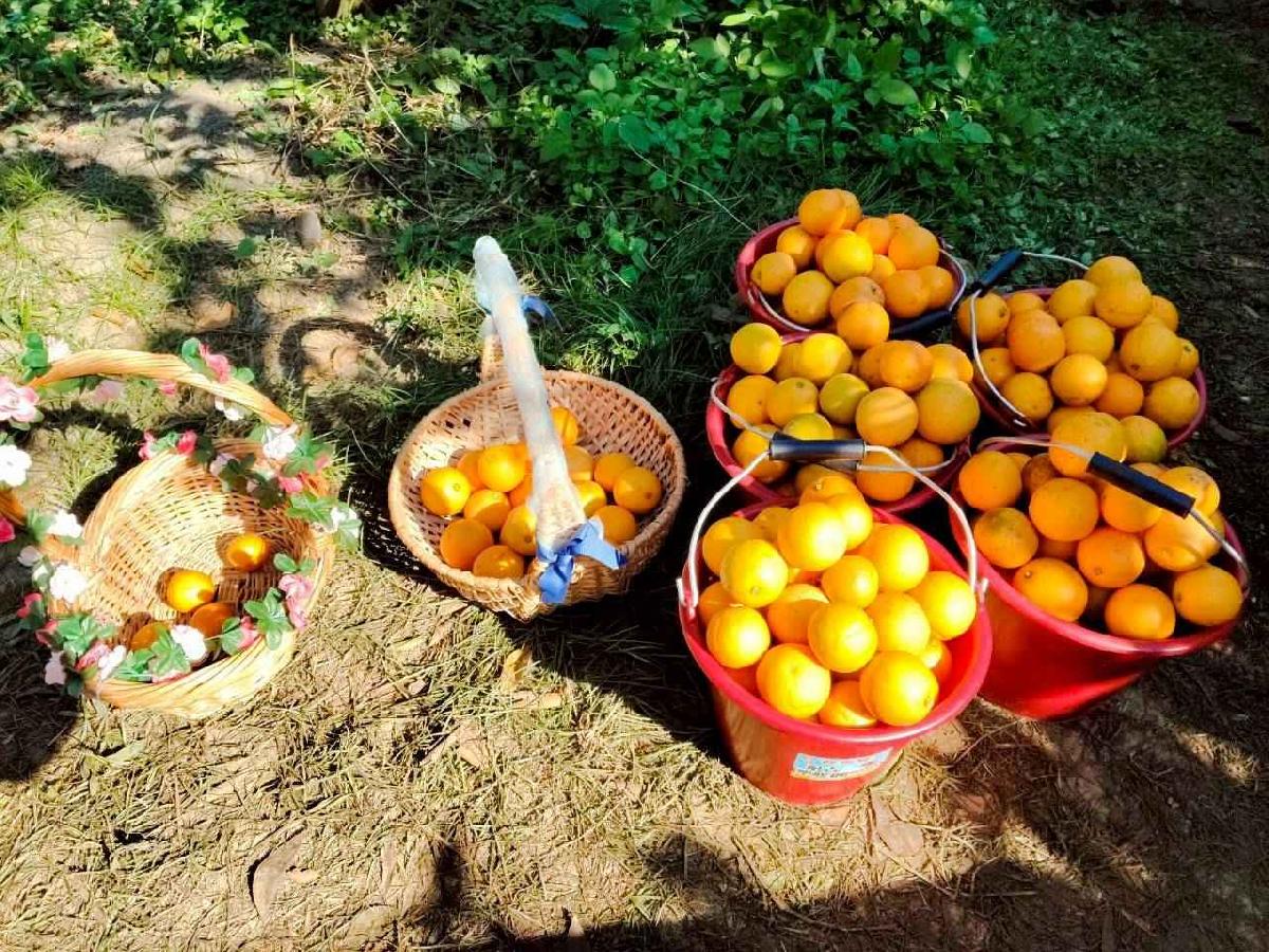 line_album_葡萄班採果樂_260114_45