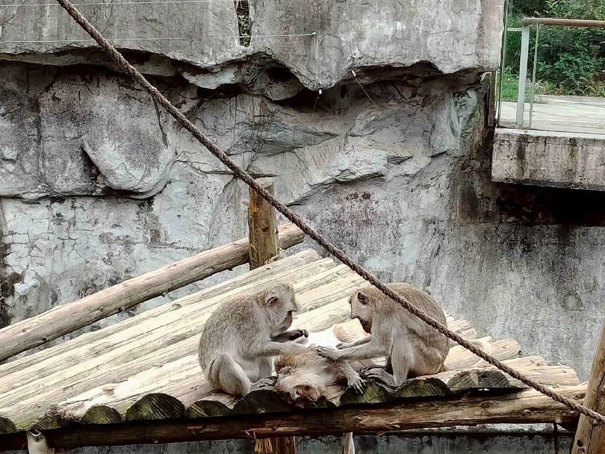 line_album_小班動物園之旅_260417_13