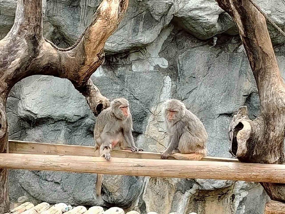 line_album_小班動物園之旅_260417_31